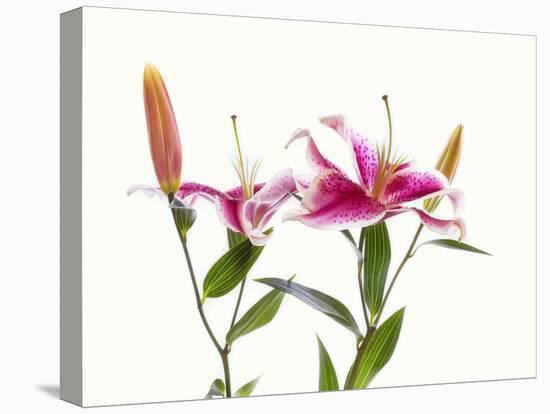 Close-up of Stargazer Lily against white background-Panoramic Images-Premier Image Canvas