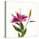 Close-up of Stargazer Lily against white background-Panoramic Images-Premier Image Canvas