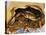 Close-up of Steamed Crabs in a Paper Bag, Maryland, USA-null-Premier Image Canvas