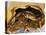 Close-up of Steamed Crabs in a Paper Bag, Maryland, USA-null-Premier Image Canvas