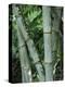 Close up of Stems, Bamboo Forest, Bena Village, Flores Island, Indonesia, Southeast Asia-Alison Wright-Premier Image Canvas