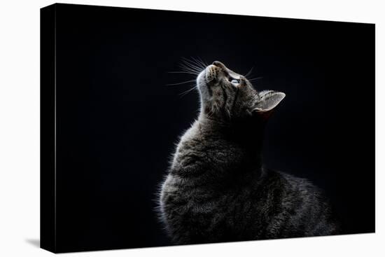 Close-Up of Striped Gray Stray Cat Looking up on a Black Background-Marc Calleja Lopez-Premier Image Canvas