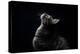 Close-Up of Striped Gray Stray Cat Looking up on a Black Background-Marc Calleja Lopez-Premier Image Canvas