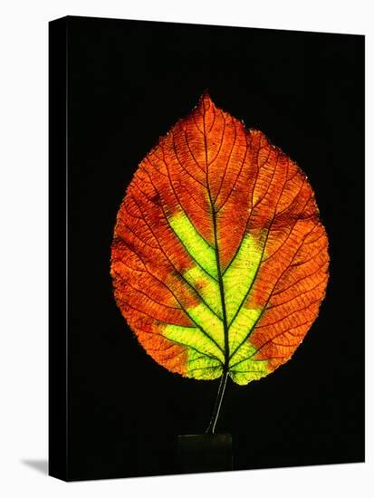 Close-up of Striped Maple (Acer pensylvanicum) leaf against black background-Panoramic Images-Premier Image Canvas