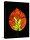 Close-up of Striped Maple (Acer pensylvanicum) leaf against black background-Panoramic Images-Premier Image Canvas