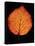 Close-up of Striped Maple (Acer pensylvanicum) leaf against black background-Panoramic Images-Premier Image Canvas