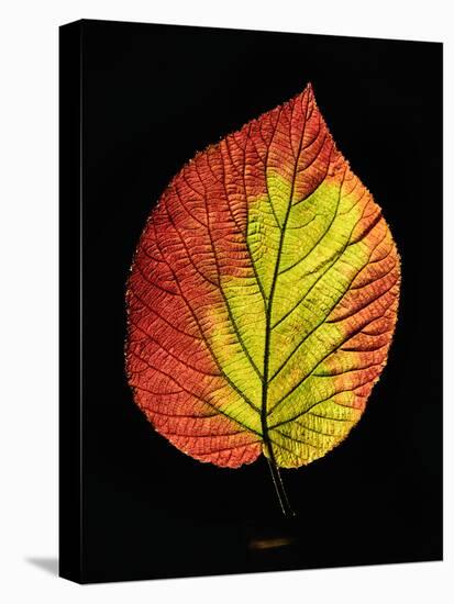 Close-up of Striped Maple (Acer pensylvanicum) leaf against black background-Panoramic Images-Premier Image Canvas