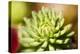 Close-Up of Succulent Plant-Matt Freedman-Premier Image Canvas