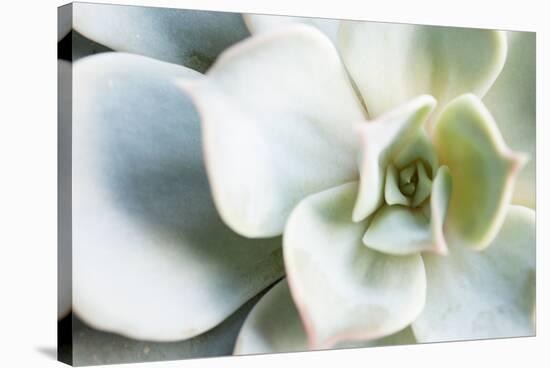 Close-up of Succulent Plant-Paivi Vikstrom-Premier Image Canvas