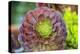Close-up of succulent plants, San Diego, California, USA.-Stuart Westmorland-Premier Image Canvas