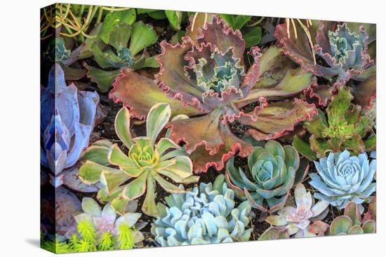 Close-up of succulent plants, San Diego, California, USA.-Stuart Westmorland-Premier Image Canvas