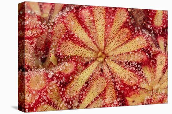 Close-Up of Sundew Plant-DLILLC-Premier Image Canvas