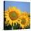 Close-Up of Sunflowers in Italy, Europe-Tony Gervis-Premier Image Canvas