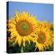 Close-Up of Sunflowers in Italy, Europe-Tony Gervis-Premier Image Canvas