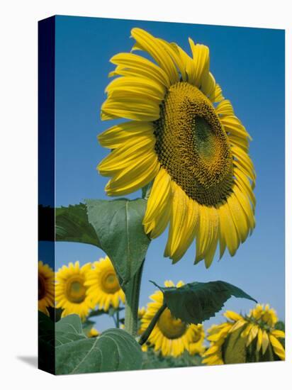 Close-Up of Sunflowers-Adam Woolfitt-Premier Image Canvas