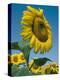 Close-Up of Sunflowers-Adam Woolfitt-Premier Image Canvas