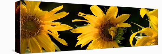 Close-Up of Sunflowers-null-Stretched Canvas