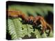 Close-up of Tarantula on Fern, Madagascar-Daisy Gilardini-Premier Image Canvas