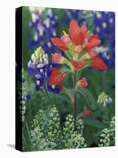 Close-up of Texas Paintbrush, Hill Country, Texas, USA-Adam Jones-Premier Image Canvas