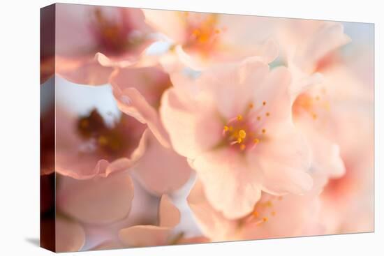 Close-Up of the Cherry Blossom Flowers around the Tidal Basin, the Spring-David Coleman-Premier Image Canvas