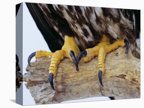 Close up of the Feet and Talons of a Bald Eagle, Alaska, USA, North America-David Tipling-Premier Image Canvas