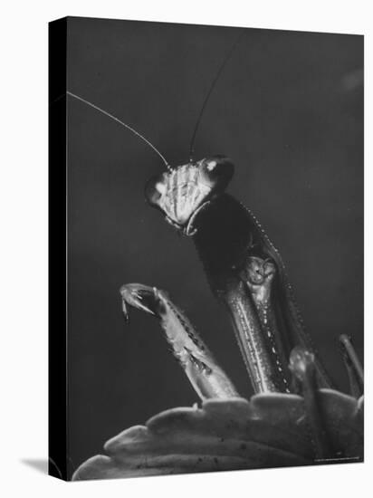 Close Up of the Ferocious Looking Head, Upper Body and Claws of a Praying Mantis-Margaret Bourke-White-Premier Image Canvas