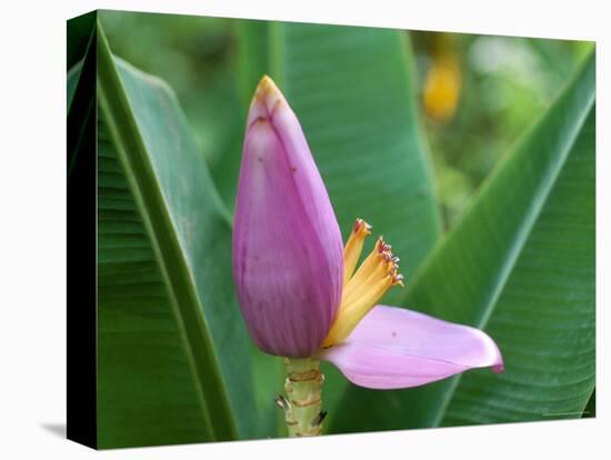 Close-Up of the Flower of a Banana Plant, Island of Martinique, French Lesser Antilles, West Indies-Bruno Barbier-Premier Image Canvas