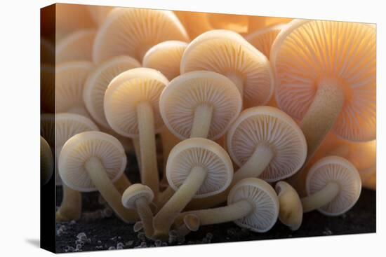 Close-up of the gills of a group of small mushrooms, north Cornwall, UK. November-Ross Hoddinott-Premier Image Canvas