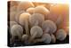 Close-up of the gills of a group of small mushrooms, north Cornwall, UK. November-Ross Hoddinott-Premier Image Canvas