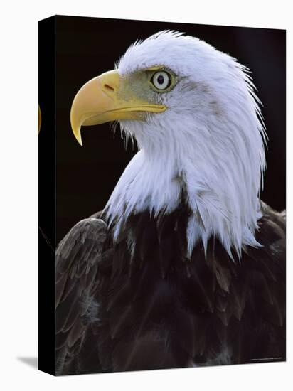 Close-up of the Head of a Bald Eagle, Haliaeetus Leucocephalus, Chateau De Beaucaire, Gard, France-Ruth Tomlinson-Premier Image Canvas