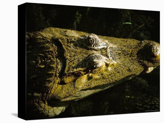 Close-Up of the Head of a Common Caiman, River Chagres, Soberania Forest National Park, Panama-Sergio Pitamitz-Premier Image Canvas