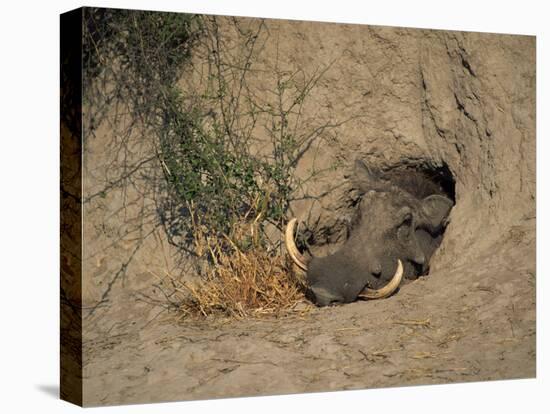 Close-Up of the Head of a Warthog, in a Burrow, Okavango Delta, Botswana-Paul Allen-Premier Image Canvas