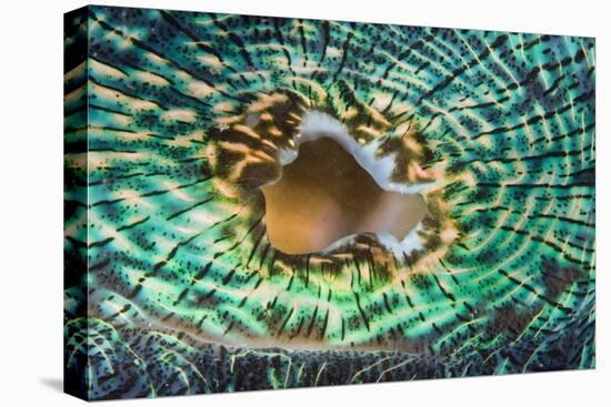 Close up of the Mantle of the Giant Clam (Tridacna Squamosa), Micronesia, Palau-Reinhard Dirscherl-Premier Image Canvas