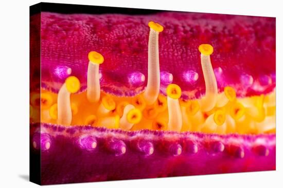 Close up of the tube feet of a Purple velvet seastar, Hawaii-David Fleetham-Premier Image Canvas