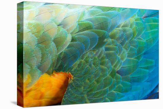 Close Up of the Wing and Feathers of a Beautiful Wild Harlequin Macaw-Alex Saberi-Premier Image Canvas