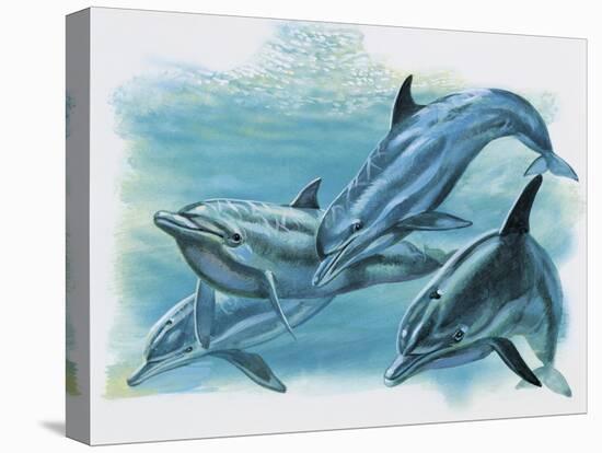 Close-Up of Three Dolphins (Delphinus Delphis)-null-Premier Image Canvas