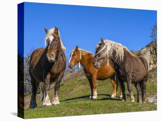 Close-up of three horses, Basque mountains, Spain-Panoramic Images-Premier Image Canvas