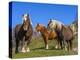 Close-up of three horses, Basque mountains, Spain-Panoramic Images-Premier Image Canvas