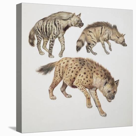 Close-Up of Three Hyena Dogs-null-Premier Image Canvas