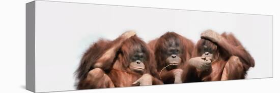 Close-Up of Three Orangutans-null-Premier Image Canvas