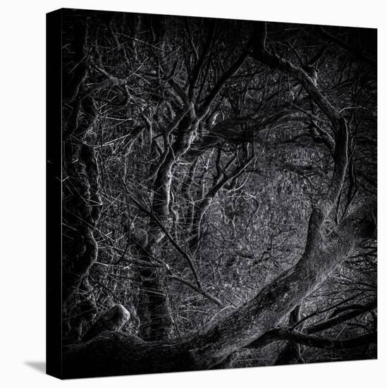 Close Up of Trees-Rory Garforth-Premier Image Canvas