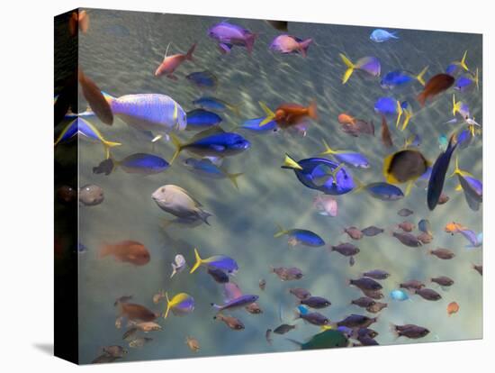 Close-Up of Tropical Fish at Miyajami Aquarium, Hiroshima Prefecture, Japan-null-Premier Image Canvas