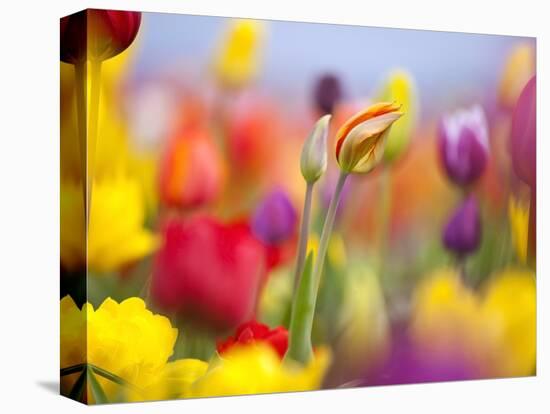 Close-up of tulips-Craig Tuttle-Premier Image Canvas