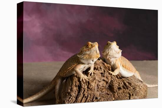 Close-up of two Bearded dragon on rock-null-Premier Image Canvas