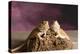 Close-up of two Bearded dragon on rock-null-Premier Image Canvas