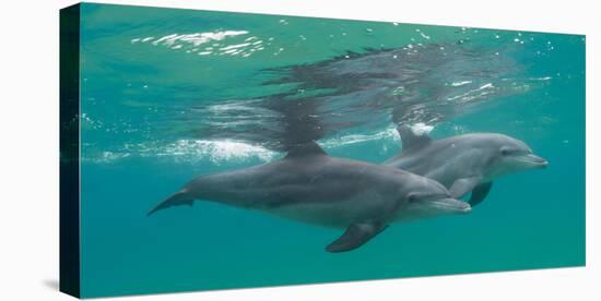 Close-Up of Two Bottle-Nosed Dolphins (Tursiops Truncatus) Swimming in Sea, Sodwana Bay-null-Premier Image Canvas