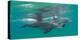 Close-Up of Two Bottle-Nosed Dolphins (Tursiops Truncatus) Swimming in Sea, Sodwana Bay-null-Premier Image Canvas