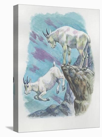 Close-Up of Two Mountain Goats (Oreamnos Americanus)-null-Premier Image Canvas