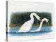 Close-Up of Two Mute Swans Mating-null-Premier Image Canvas