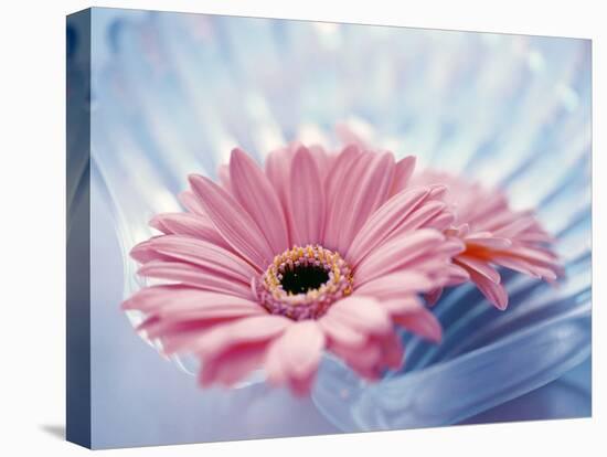 Close Up of Two Pink Gerbera Daisies in Water Ripples-null-Premier Image Canvas
